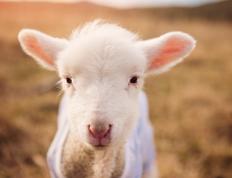 PG电子官网-绿茵与硬木的战术交响，从欧冠决赛焦点战到辽宁队压制老鹰的战术哲学