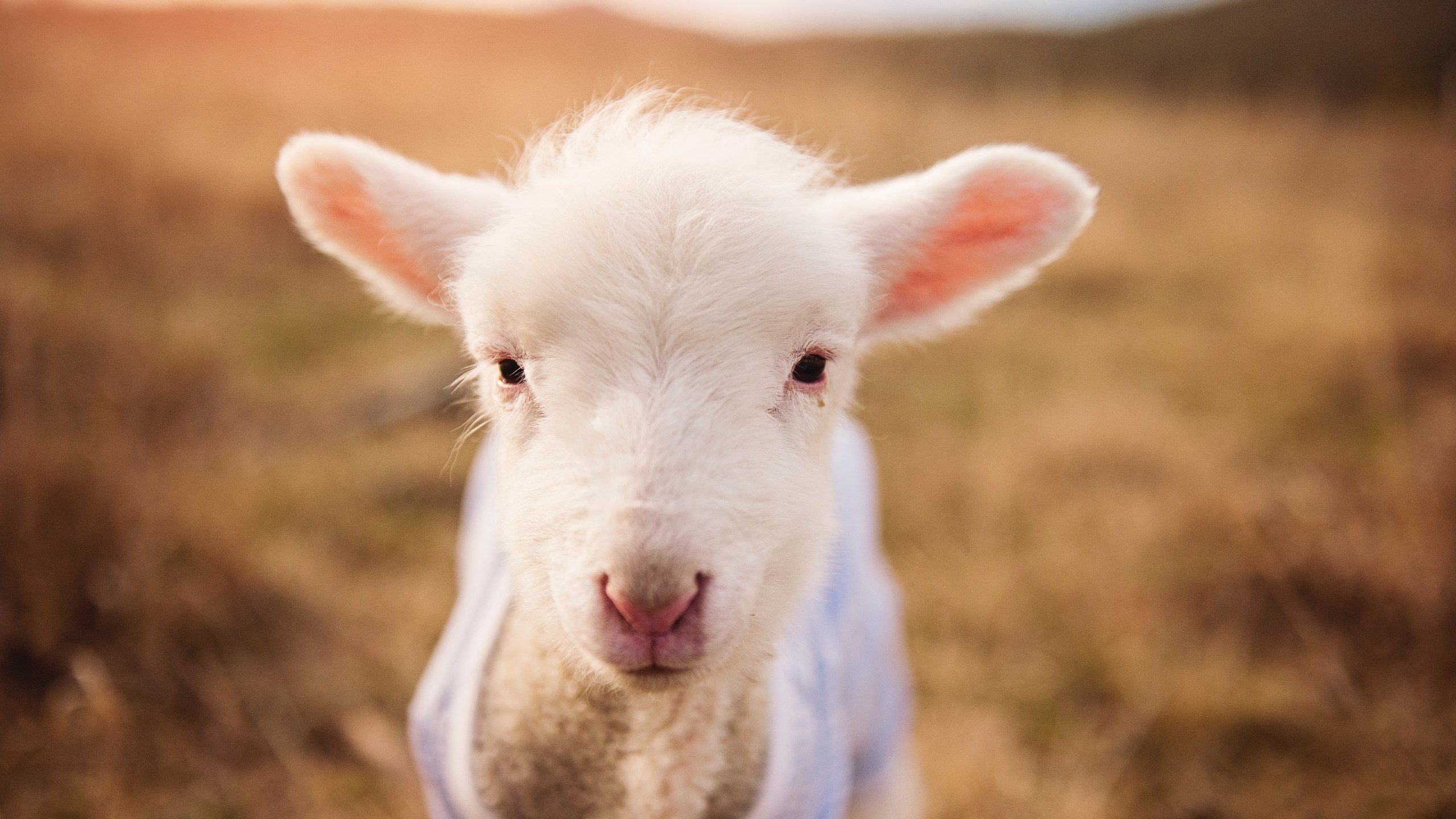 PG电子官网-绿茵与硬木的战术交响，从欧冠决赛焦点战到辽宁队压制老鹰的战术哲学